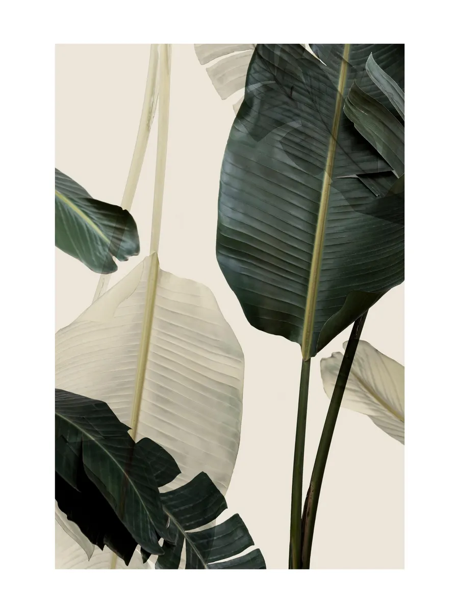 Banana Leaf Shades No1