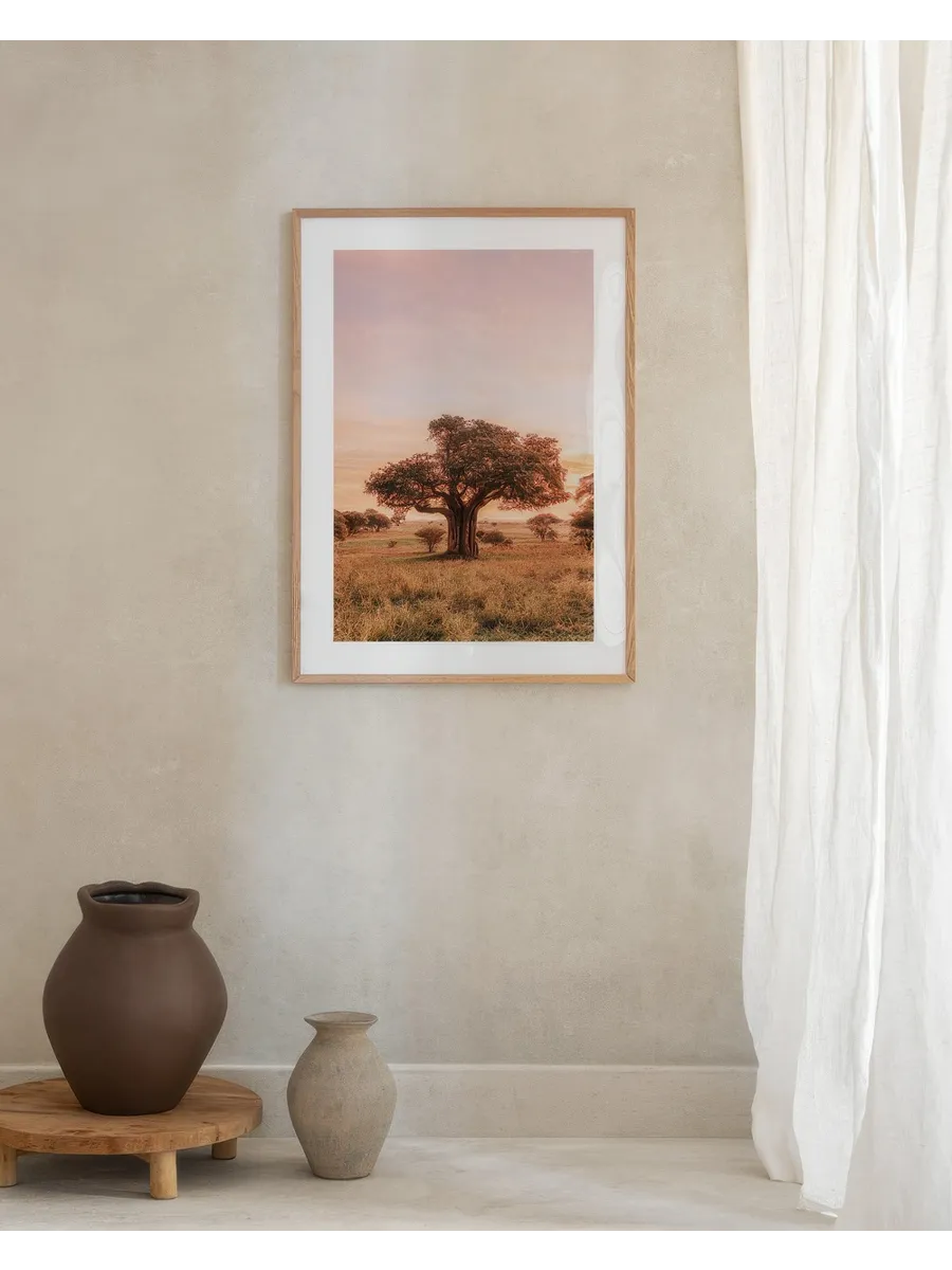 Baobab Tree in Sunrise