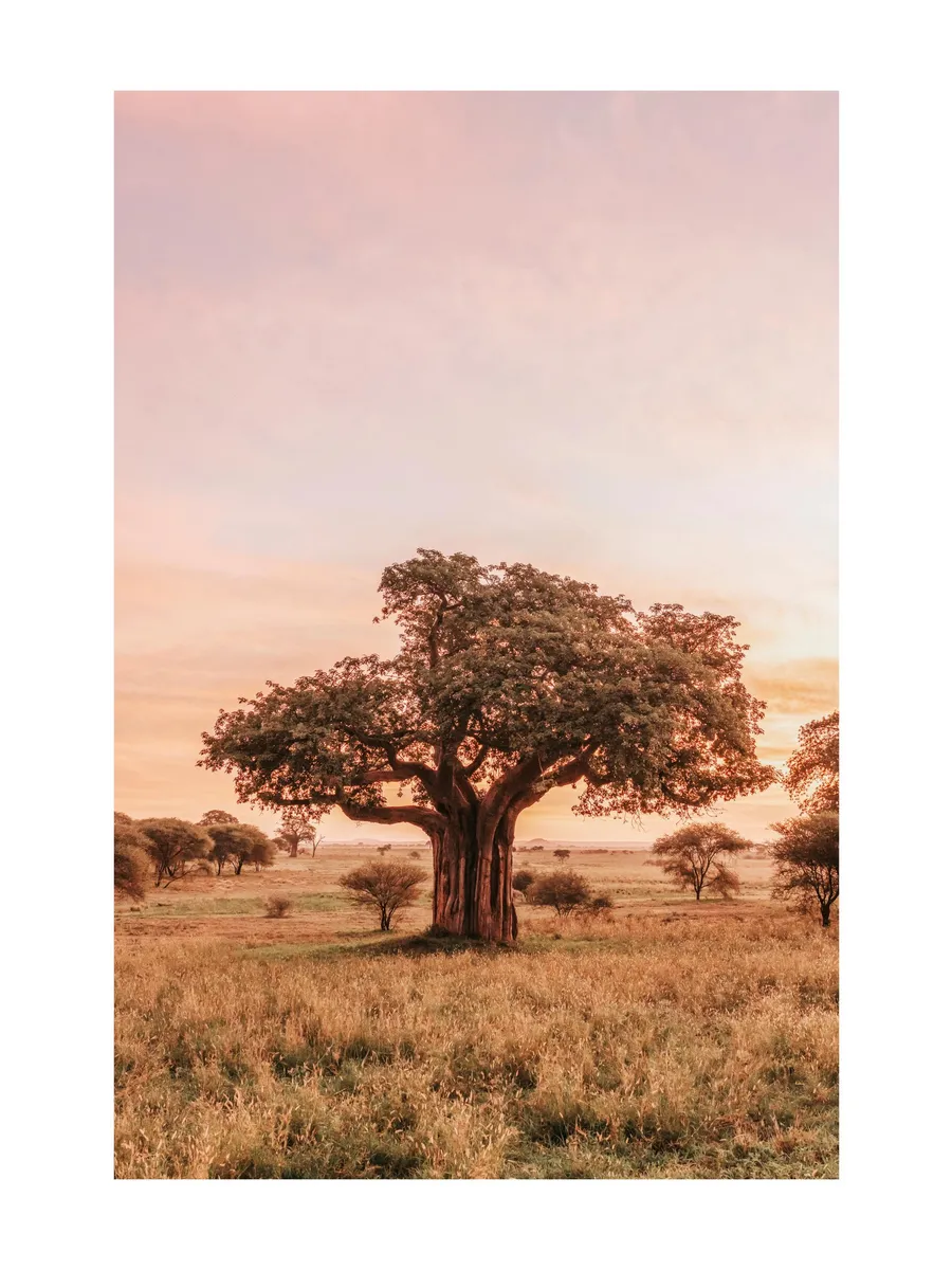 Baobab Tree in Sunrise