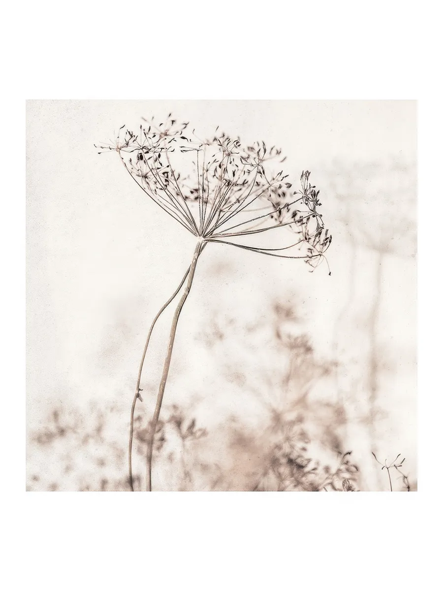 Beige Dried Flower