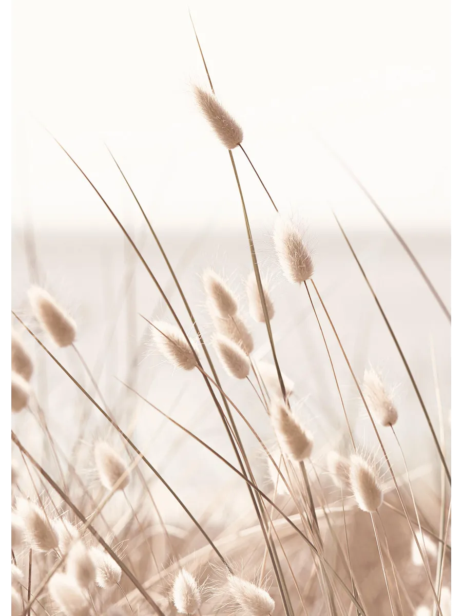 Beige Grass by the Sea