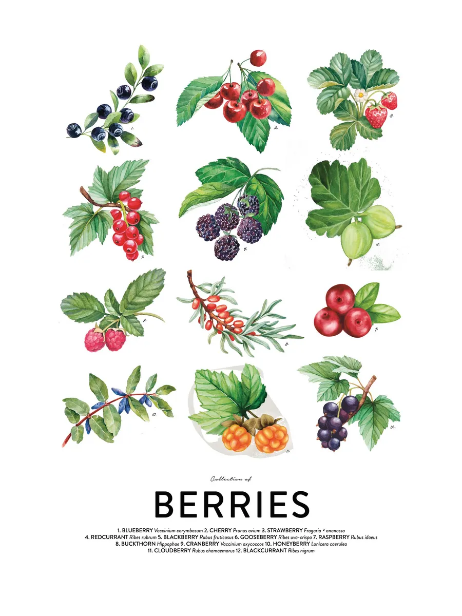 Berries's
