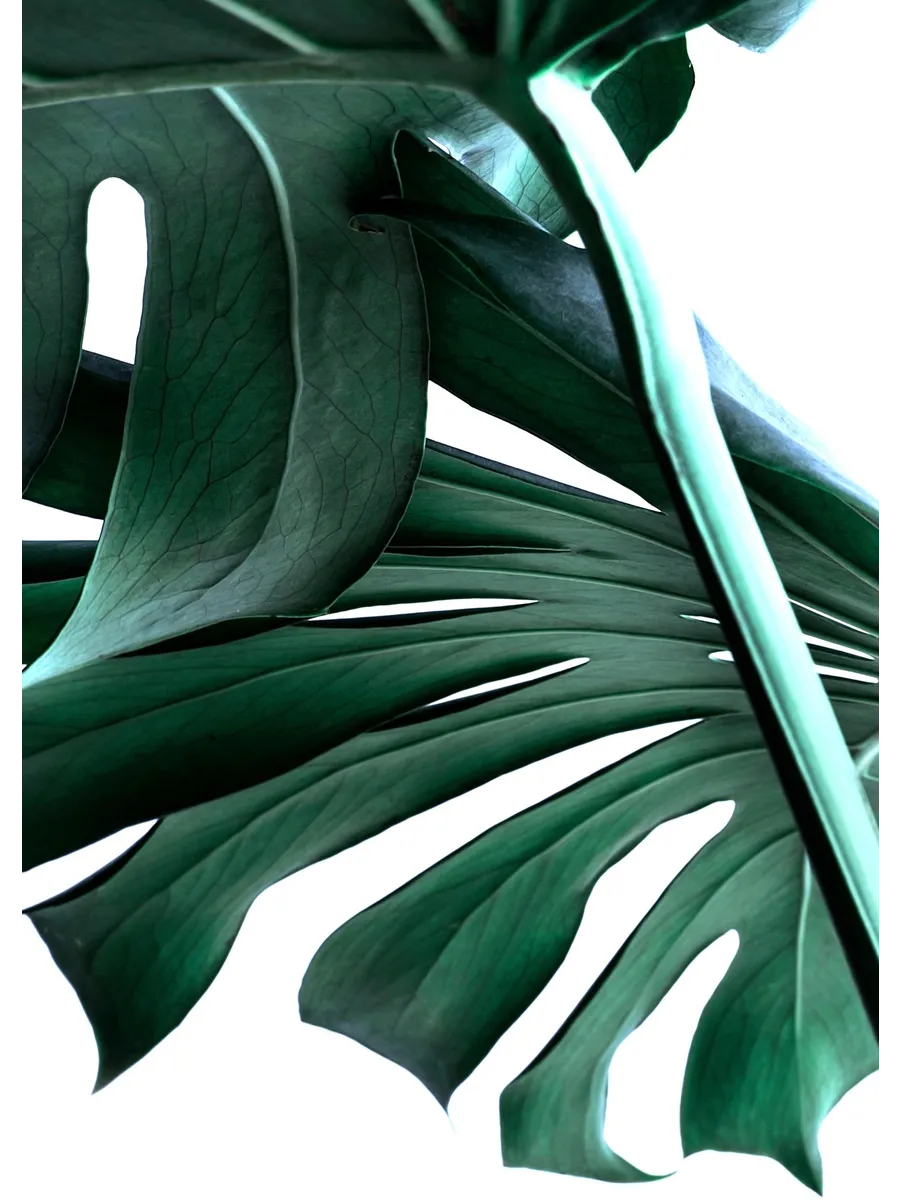 Big Monstera No2