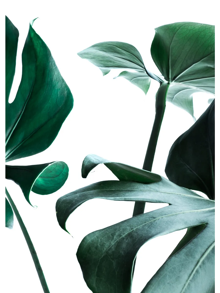 Big Monstera No3