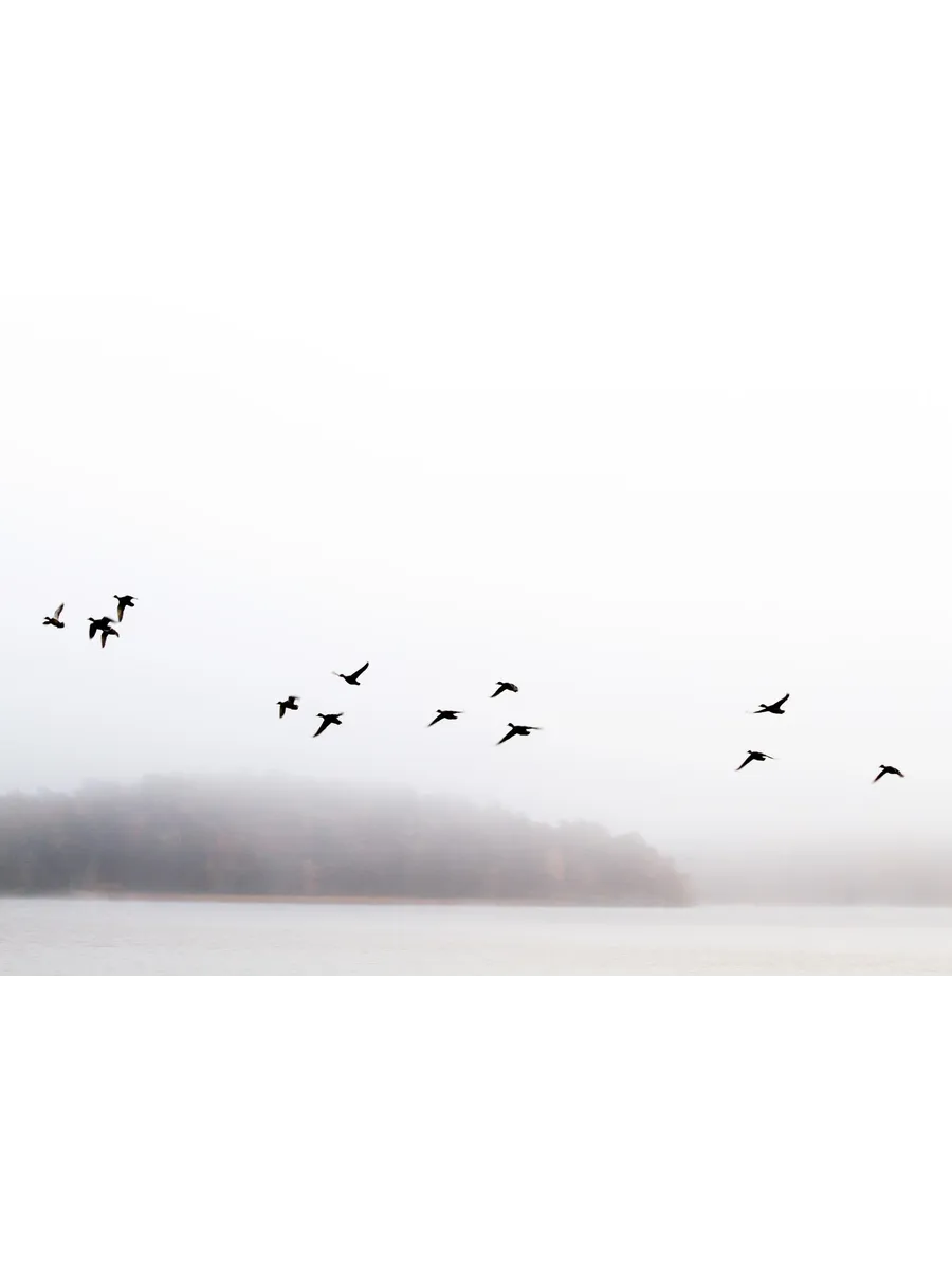 Birds Over Lake