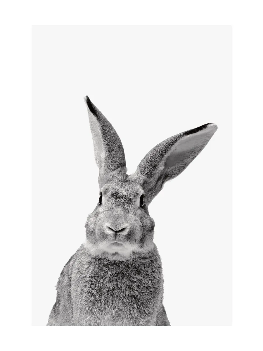 Black and White Rabbit