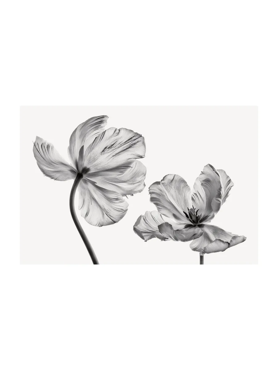 Black and White Tulips