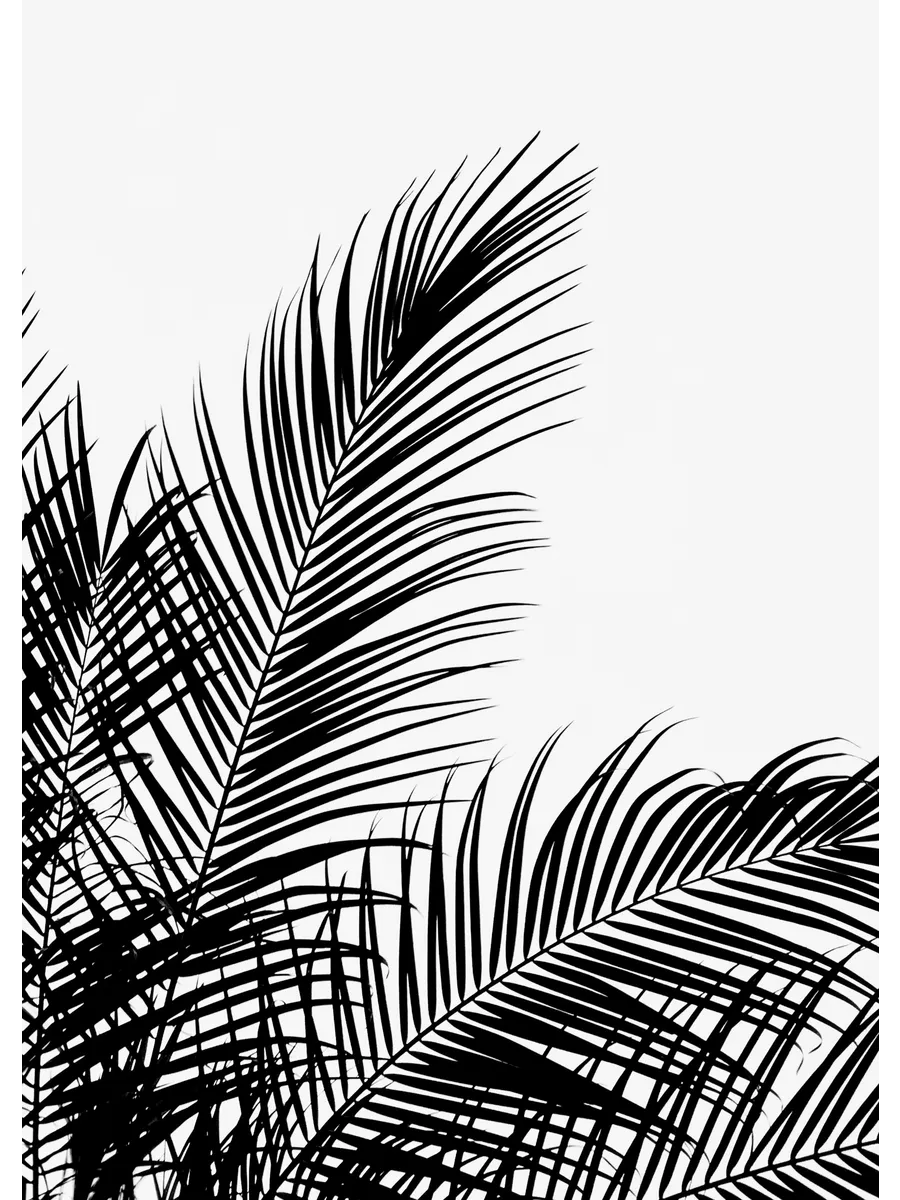 Black Palm Tree Two