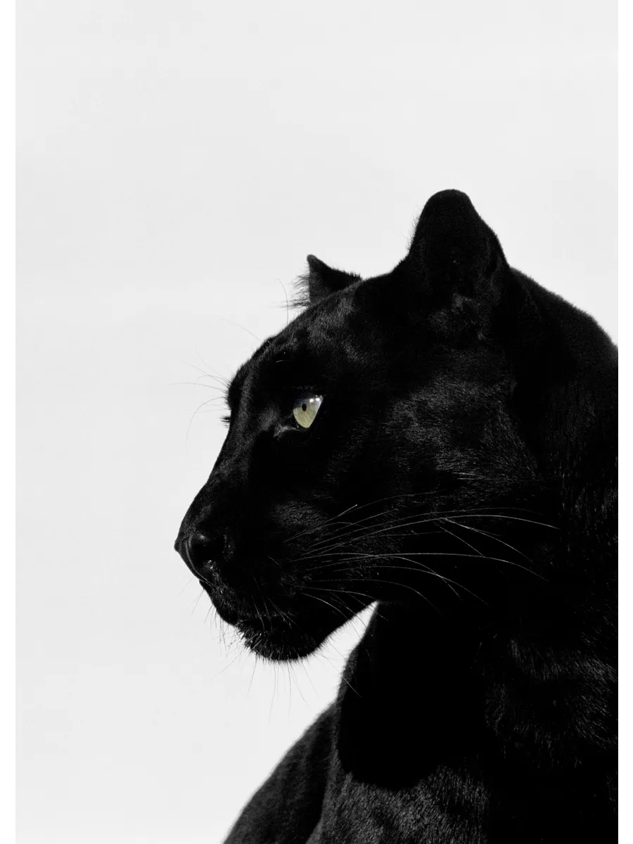 Black Panther