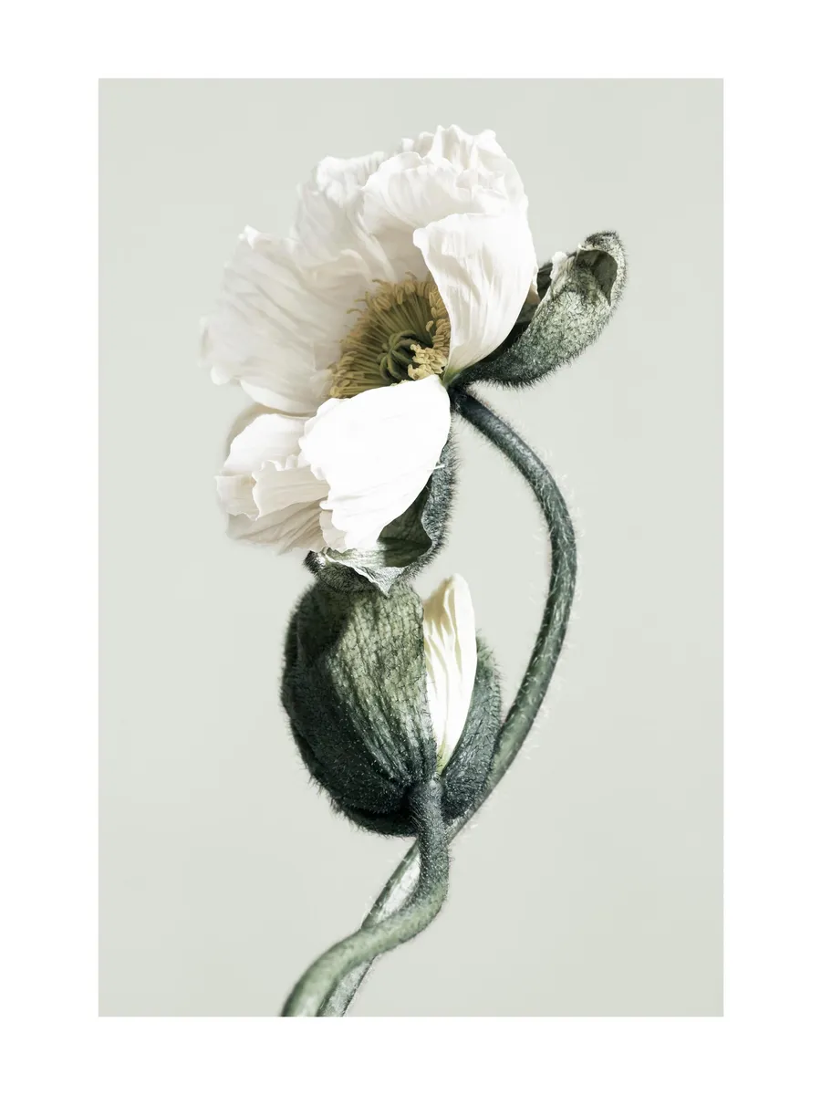 Blooming White Poppies