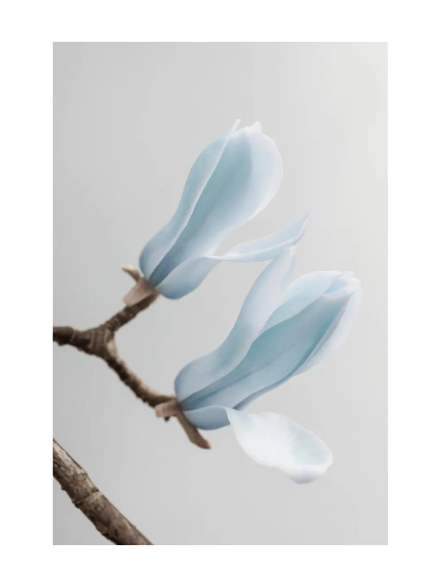 Blue Magnolia