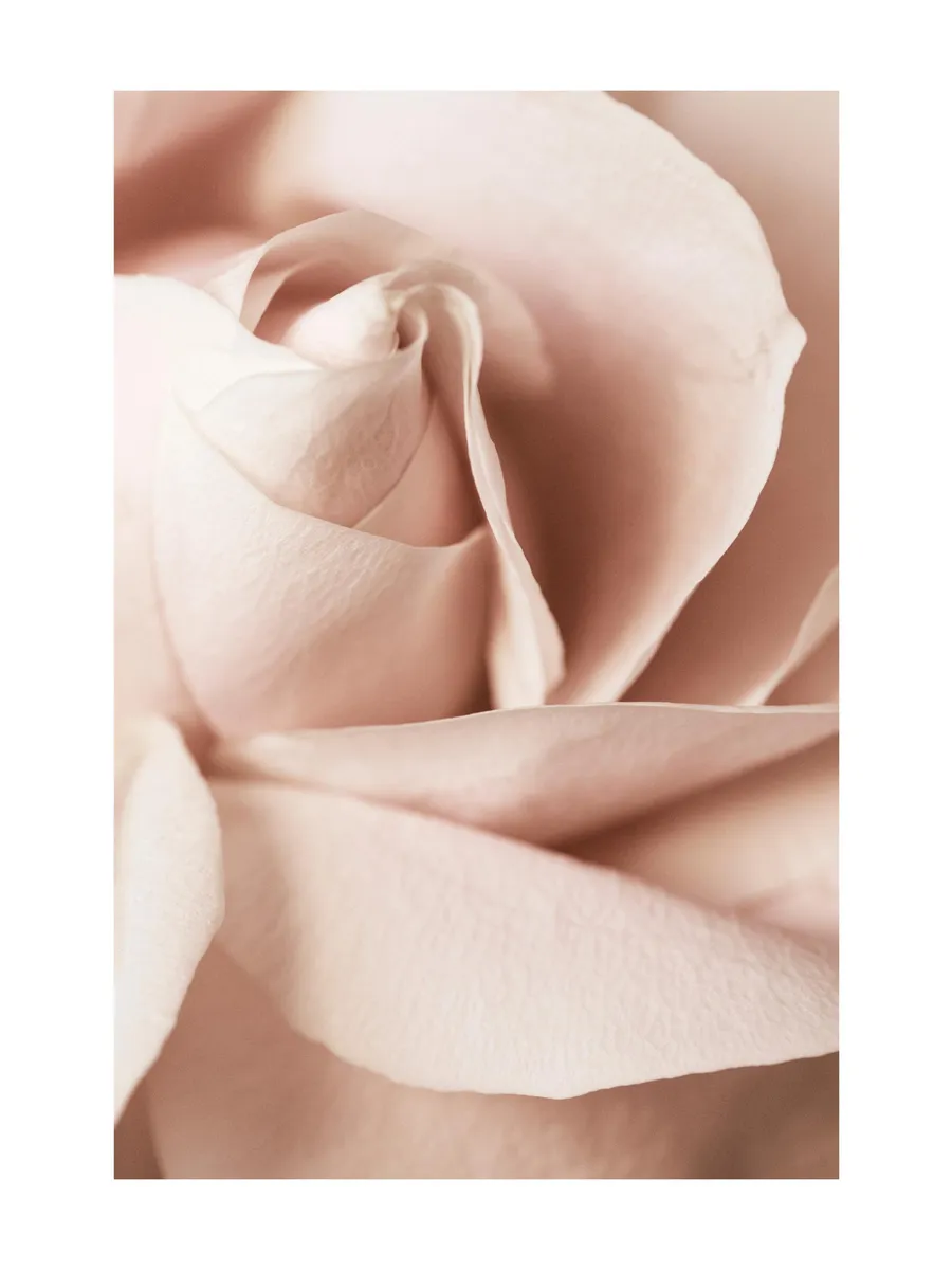 Blush Pink Rose