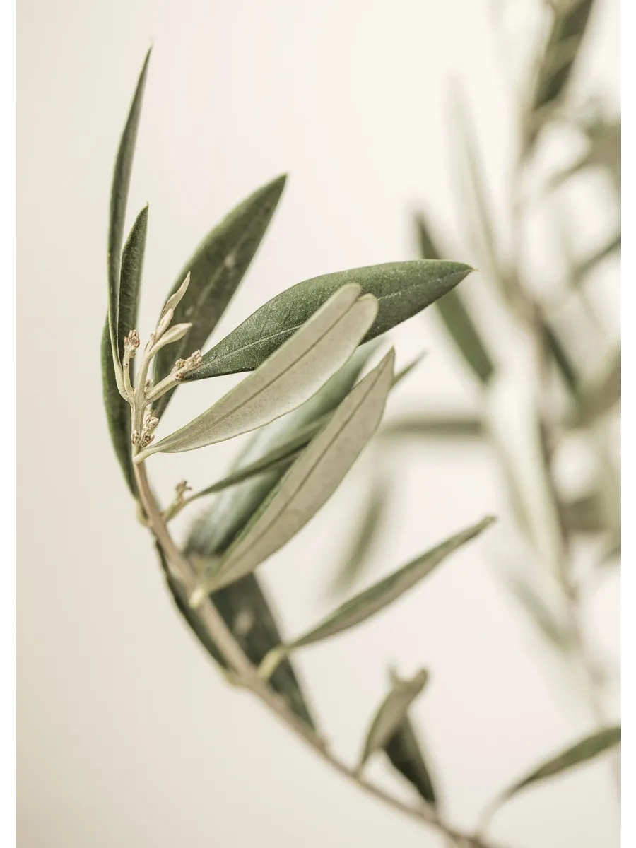 Branch of an Olive