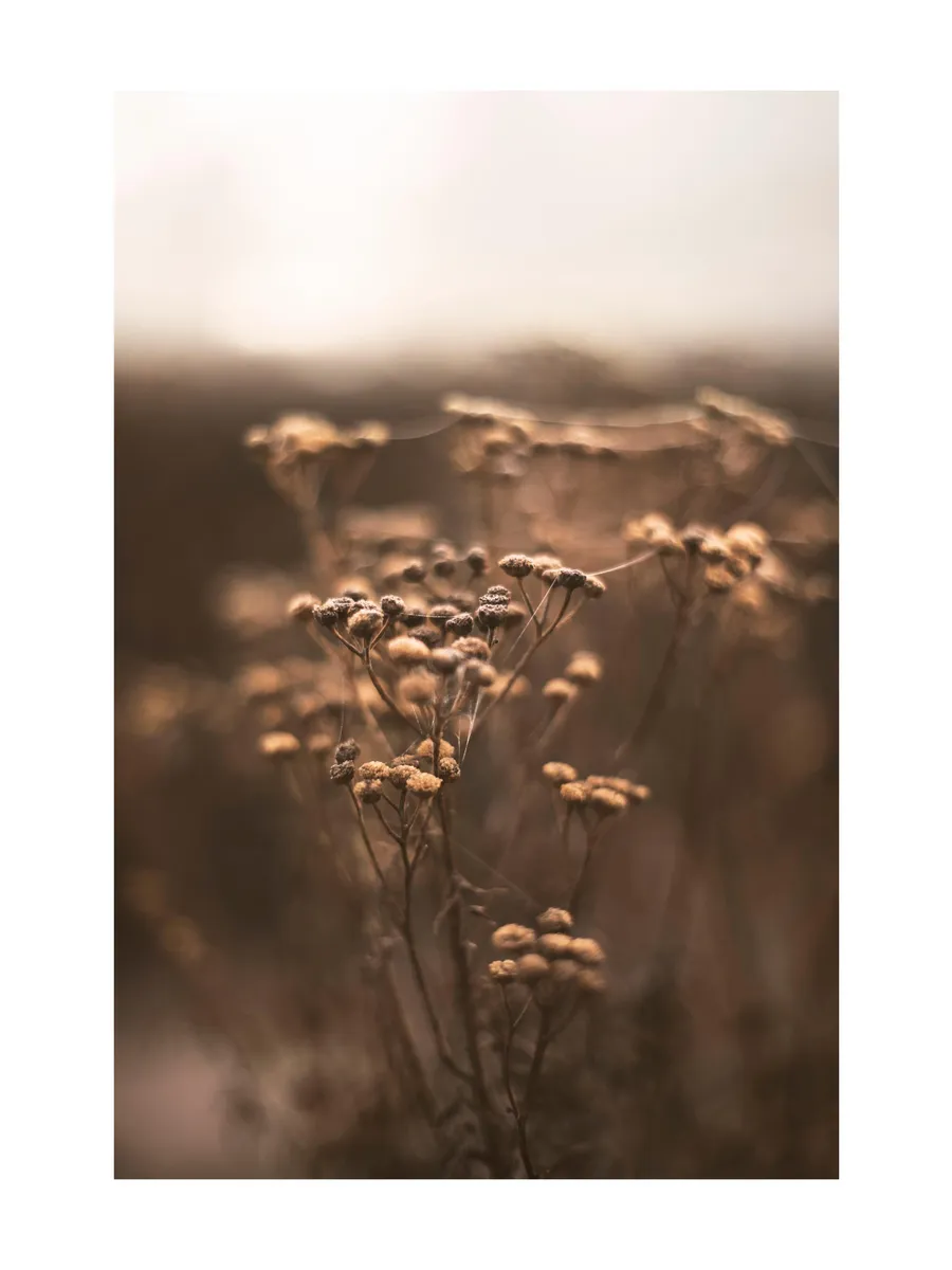 Brown Botanical No1