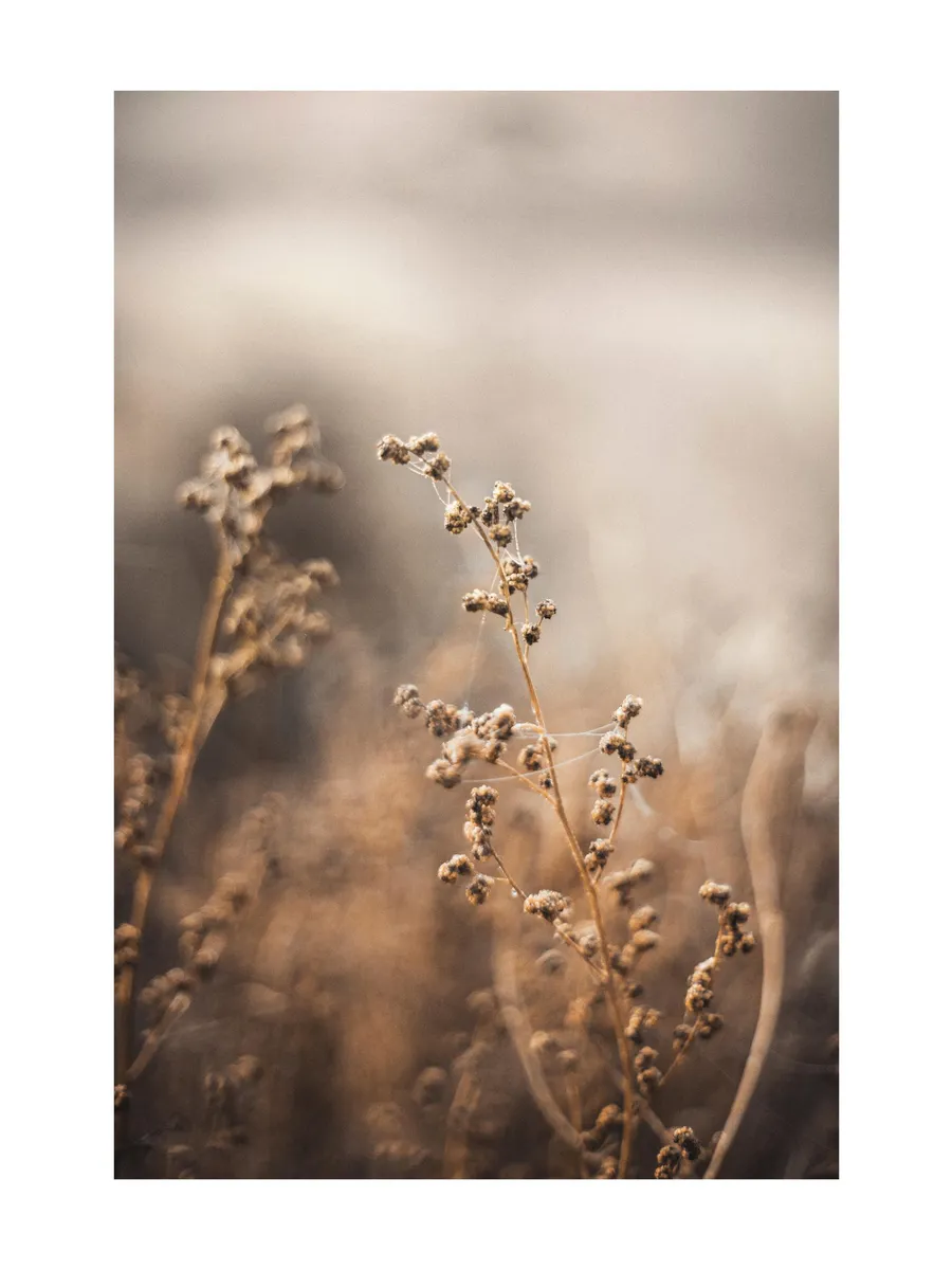 Brown Botanical No2