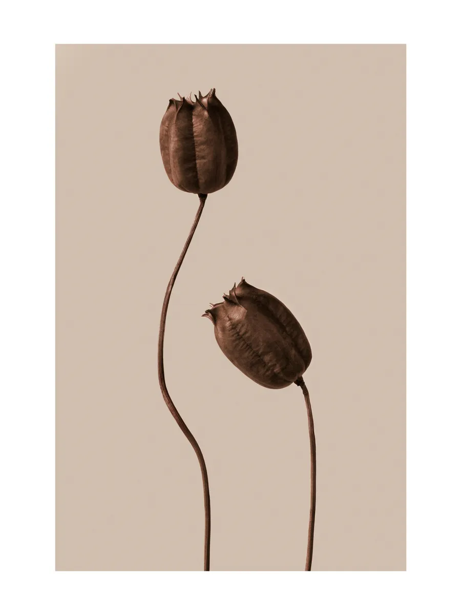 Brown Flowers