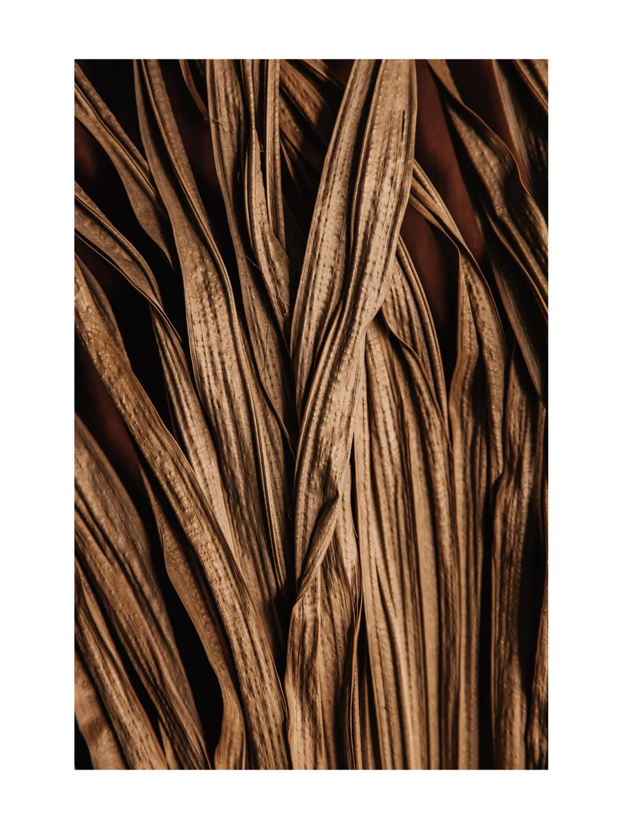 Brown Leaves Close Up