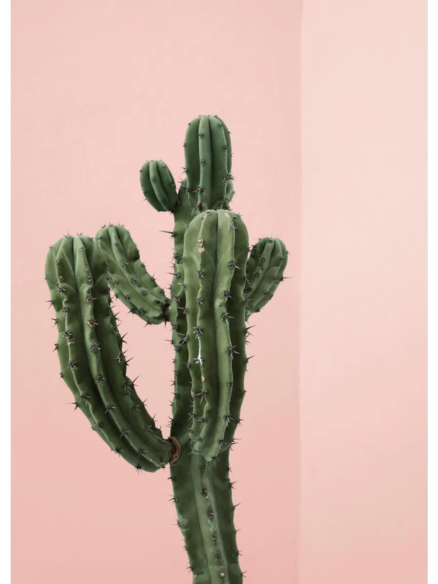 Cactus Corner