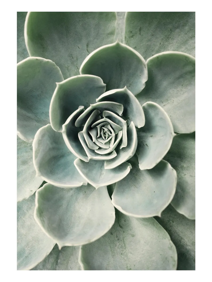 Cactus Flower