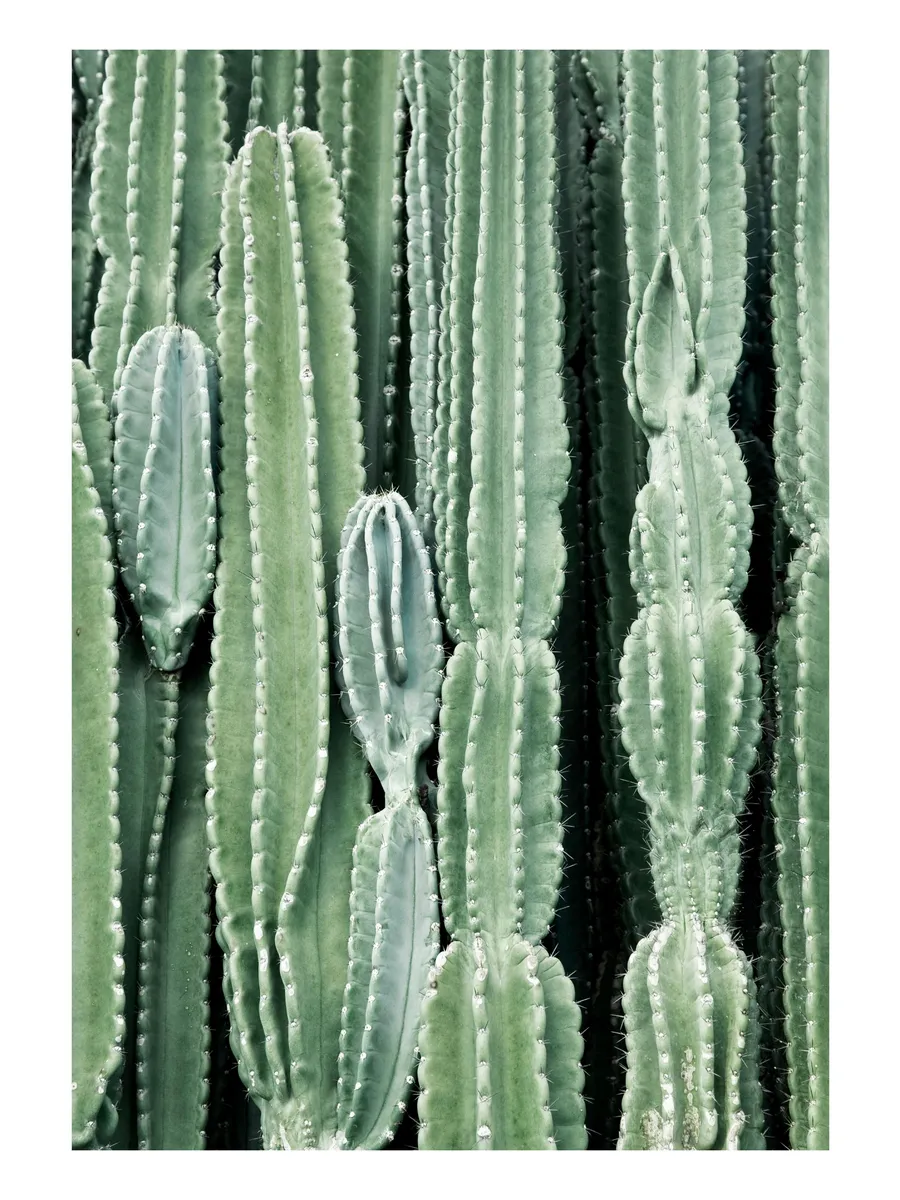 Cactus's