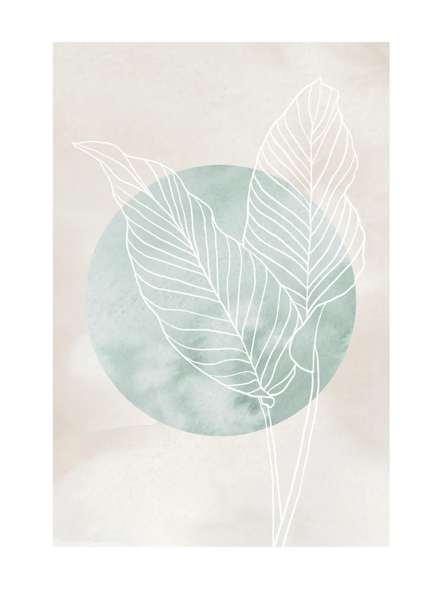 Calathea Line Drawing