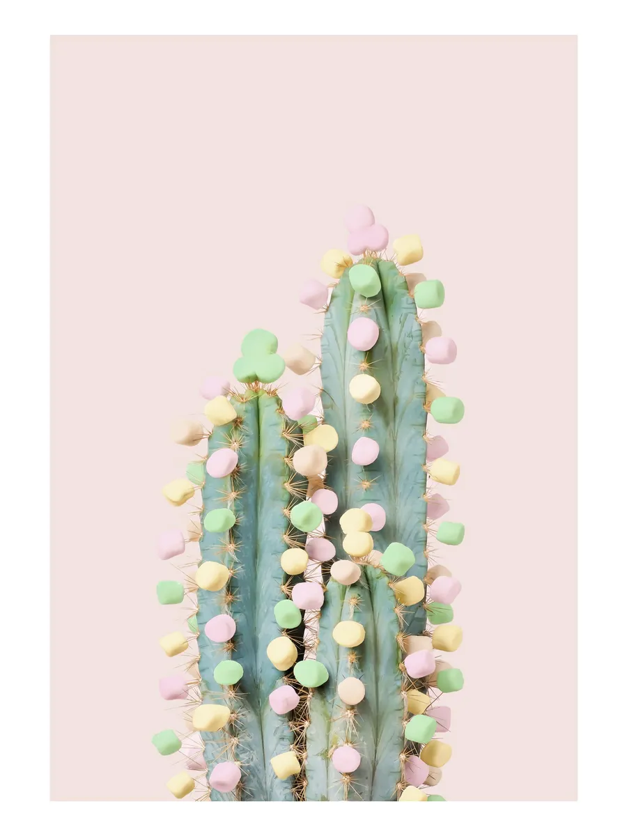 Candy Cactus