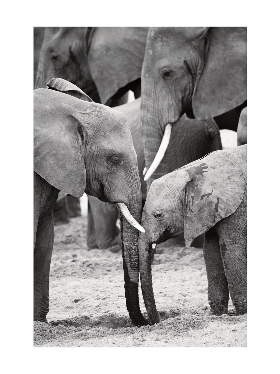 Caring Elephants
