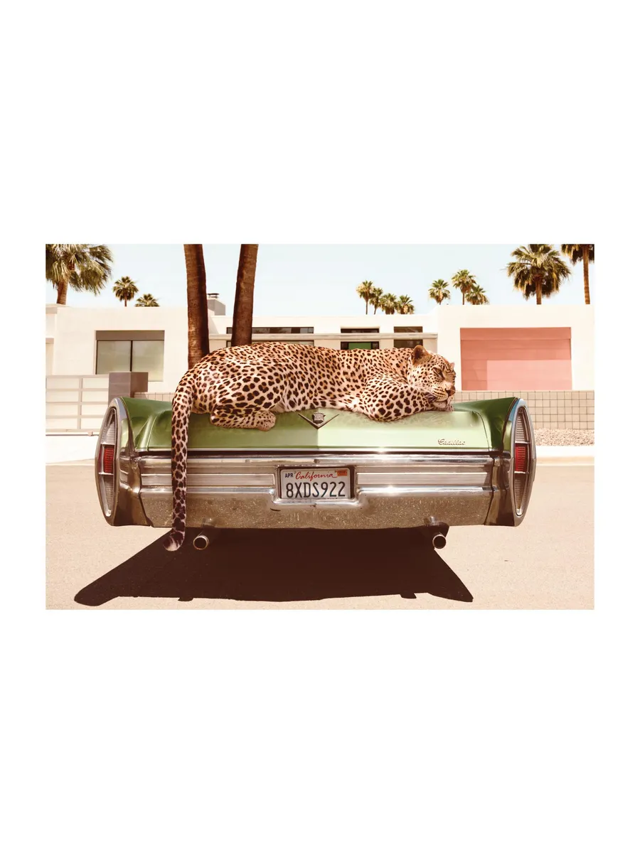 Chilling Leopard