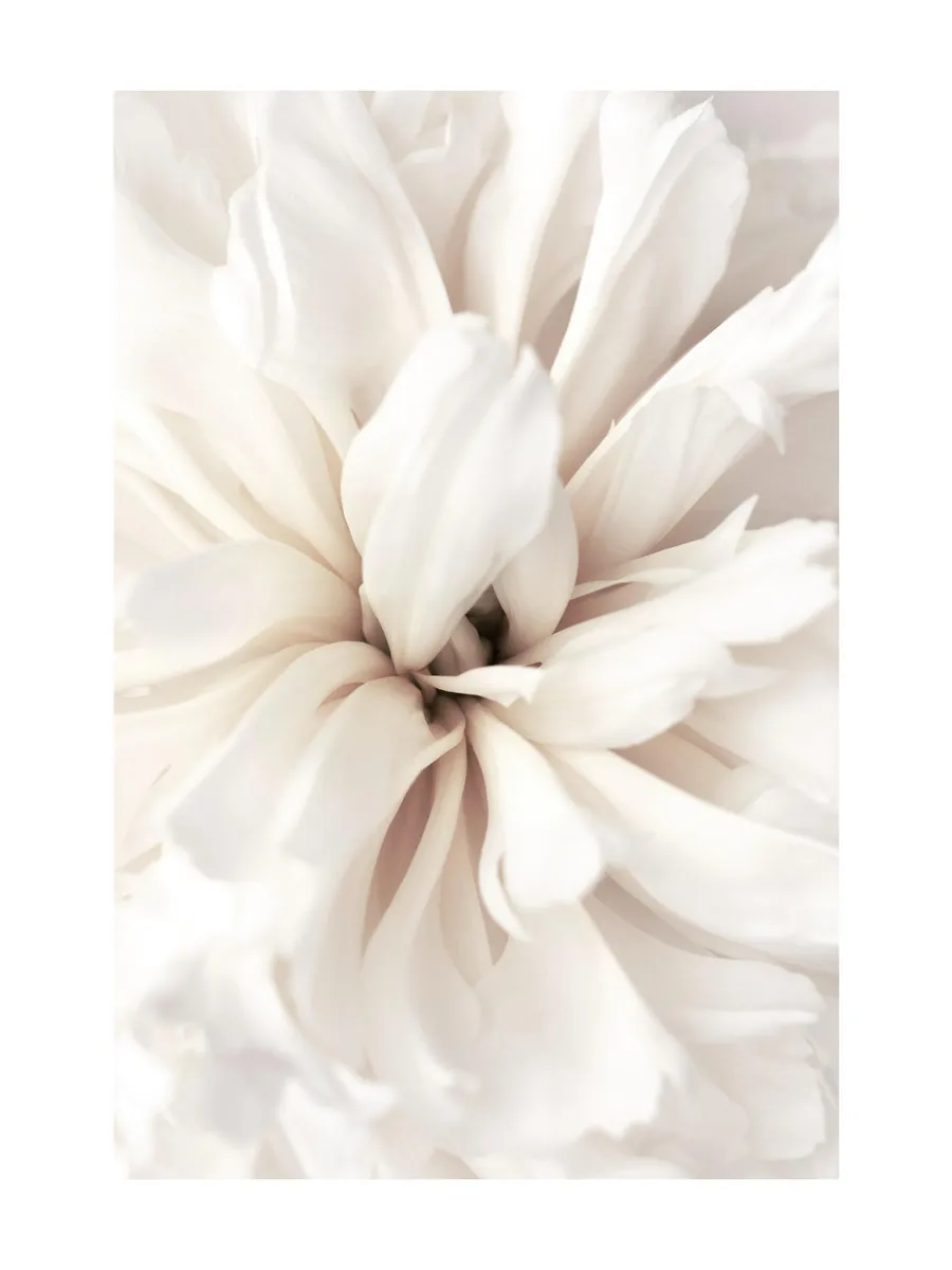 Close Up Blossom