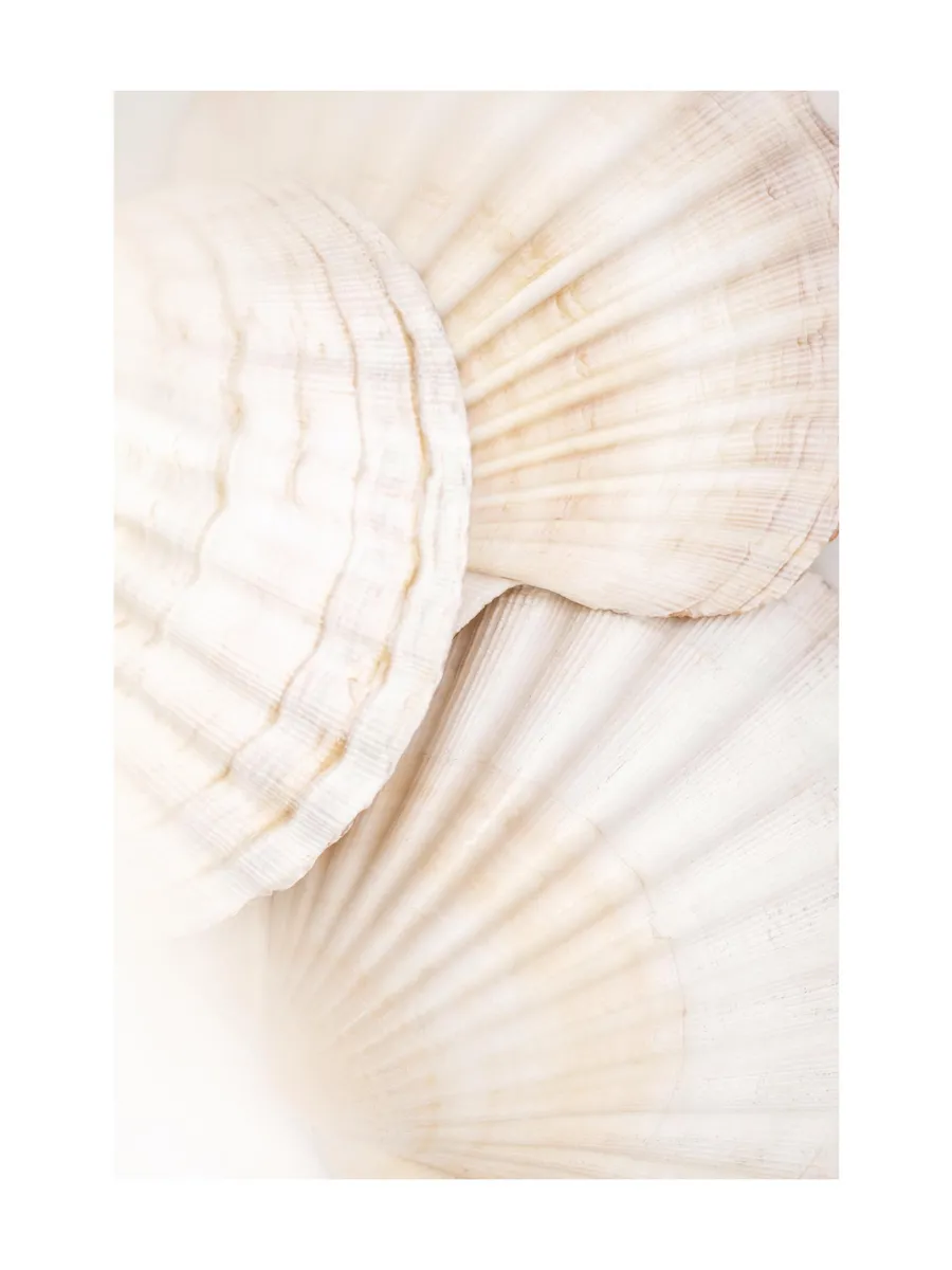 Close Up Shells