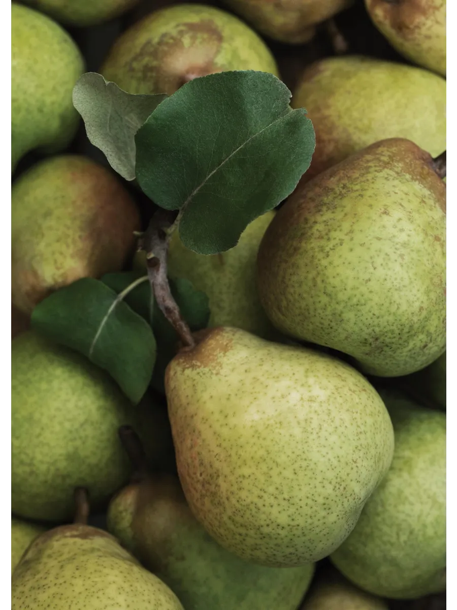 Closeup Pears