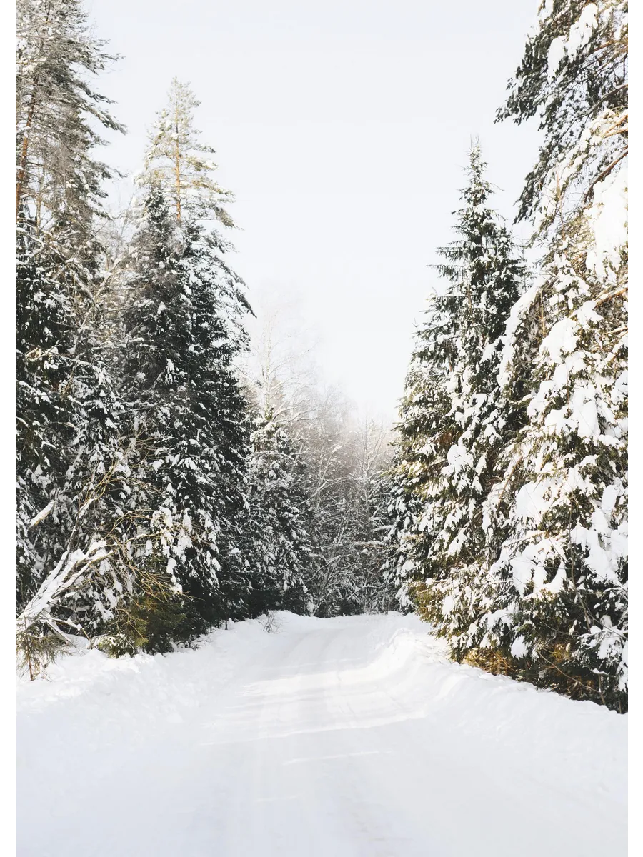 Coniferous Tree Road
