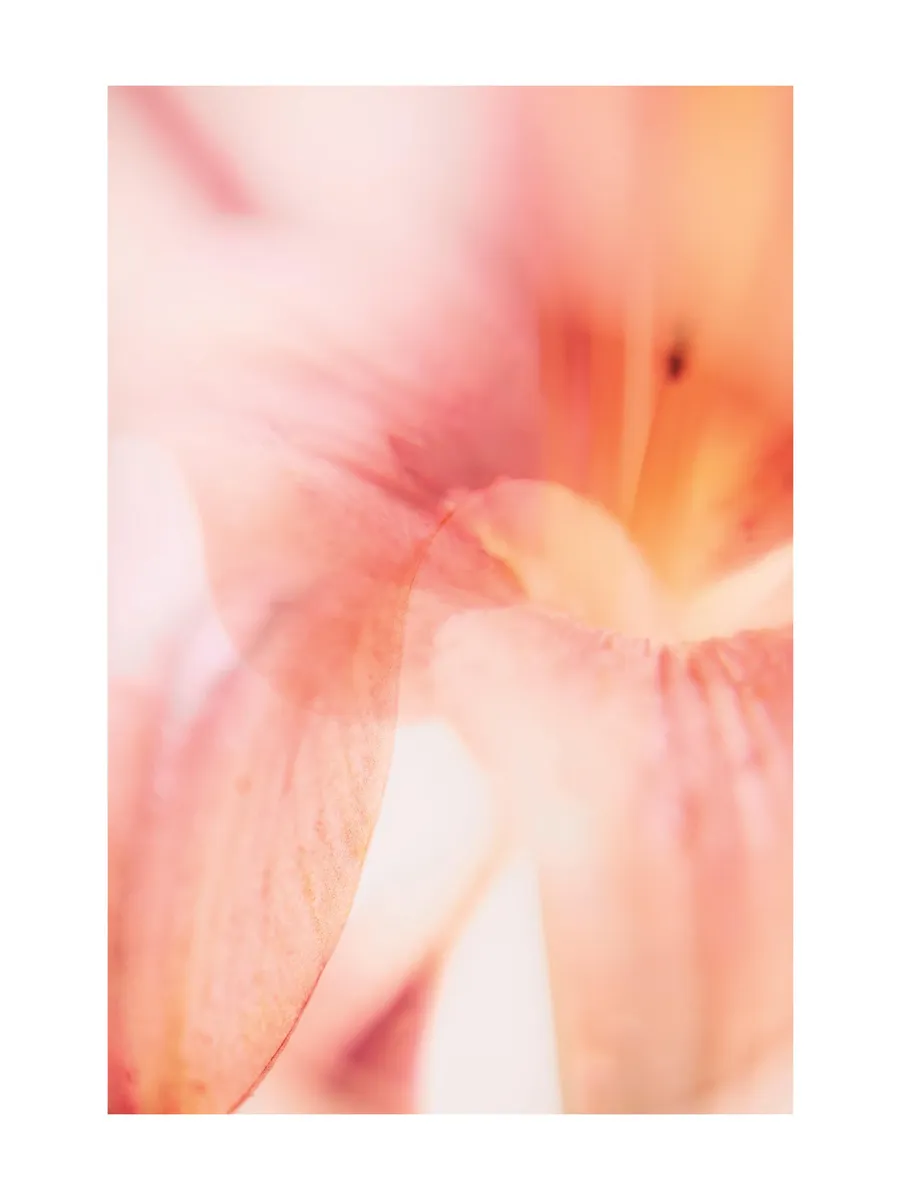 Coral Lily No1