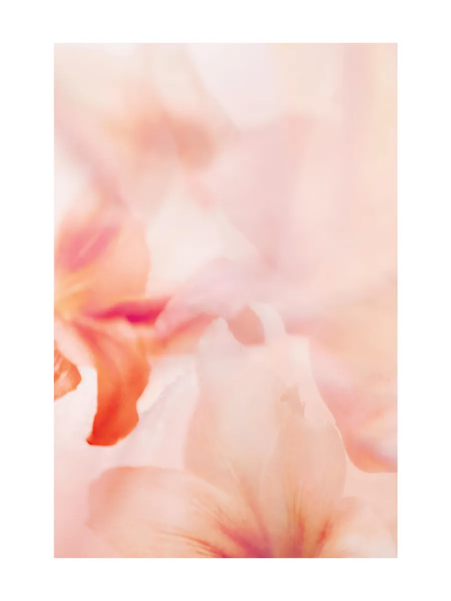 Coral Lily No2
