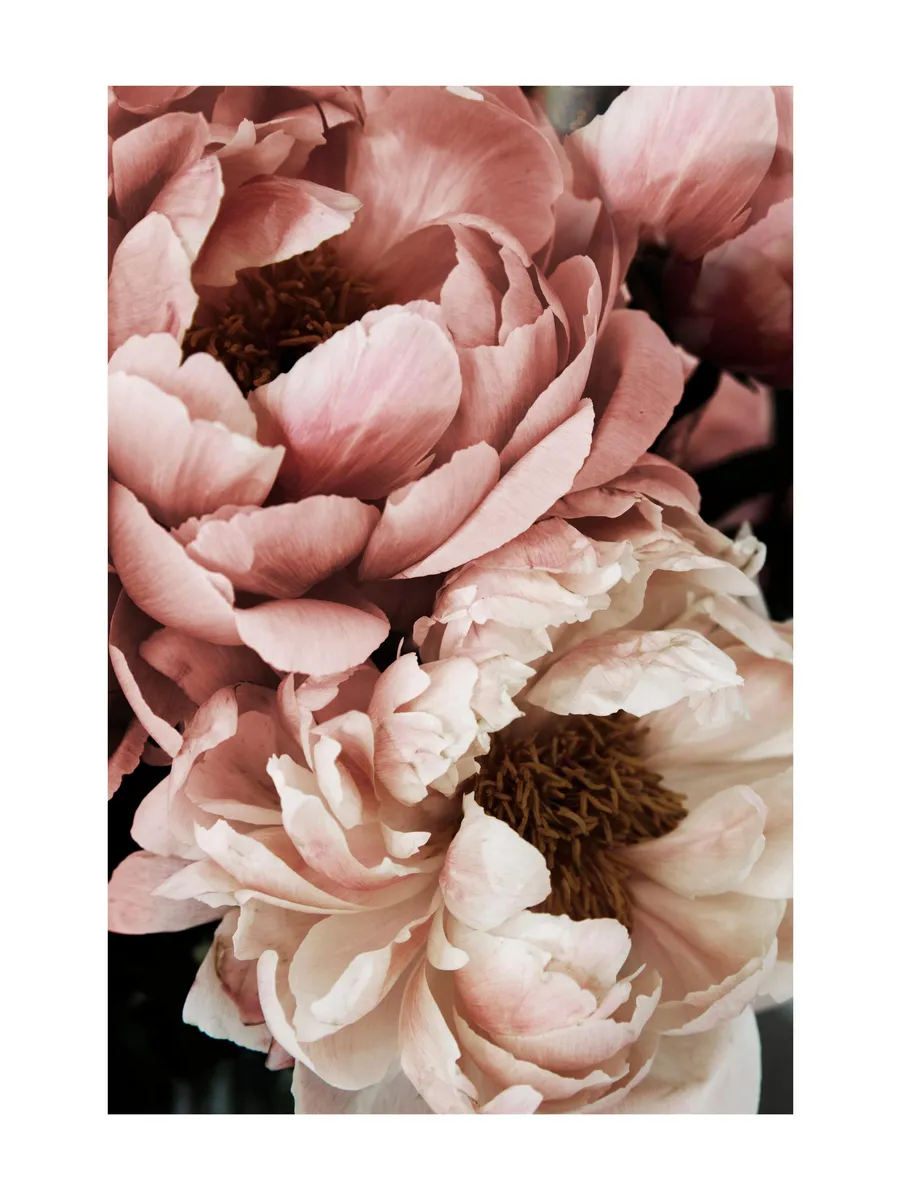 Coral Sunset Peony