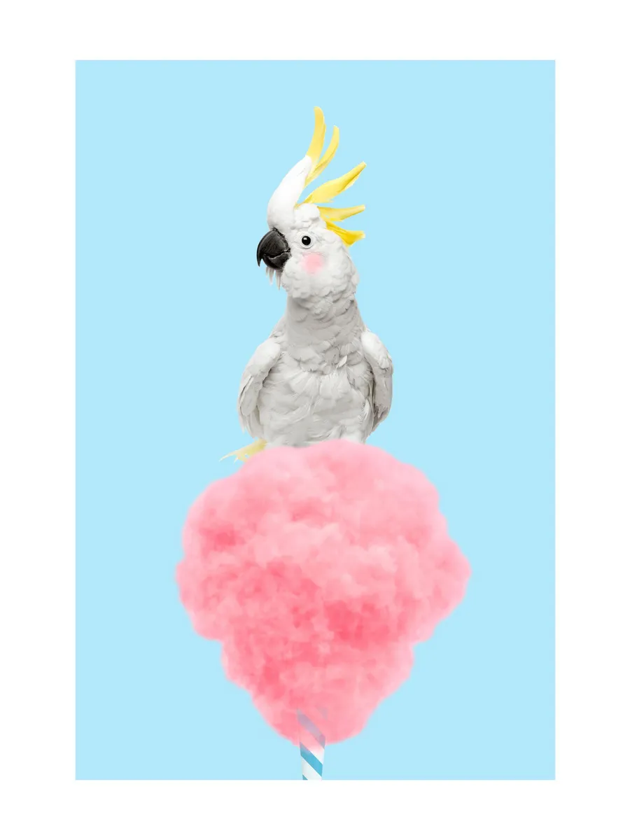 Cotton Candy Cockatoo
