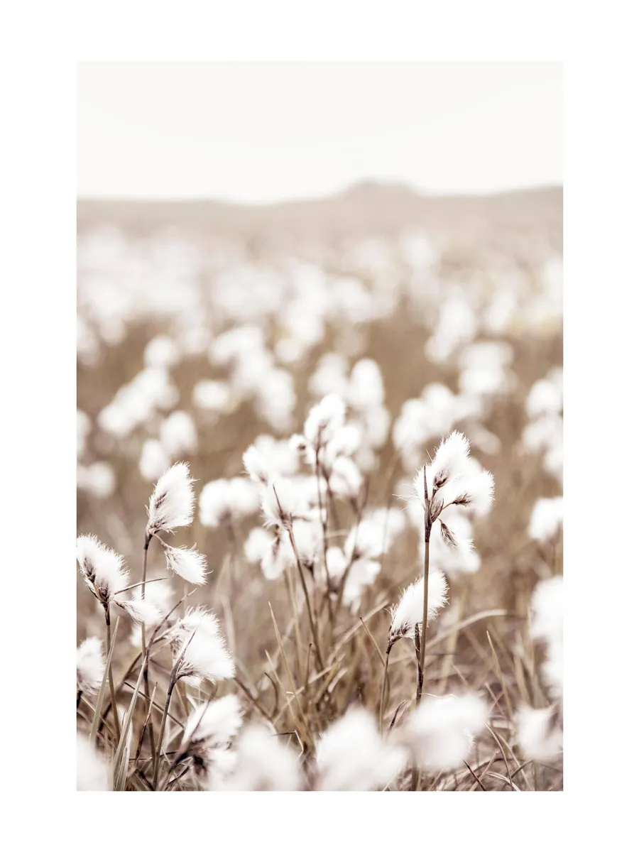 Cotton Flower Field