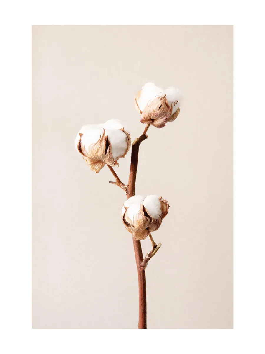 Cotton Flower No2