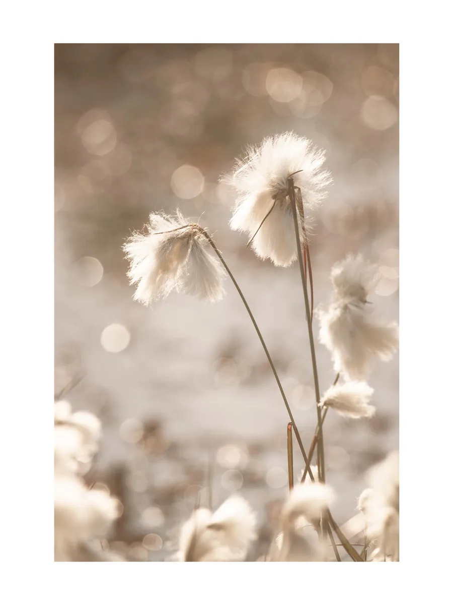 Cotton Grass