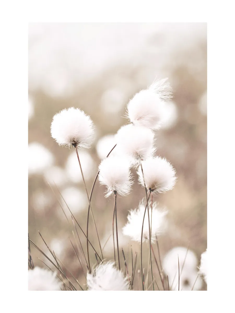 Cottongrass