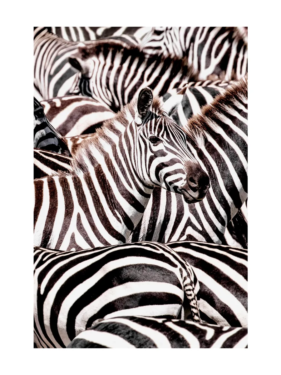 Crossing Zebras