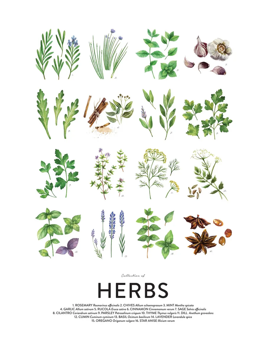 Culinary Herbs's