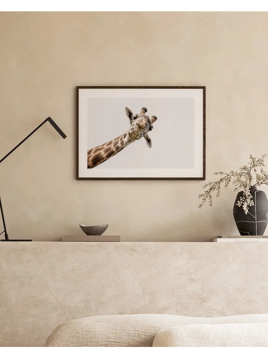 Curious Giraffe