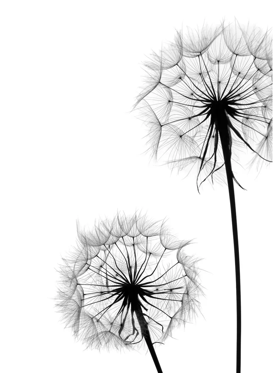 Dandelion No1
