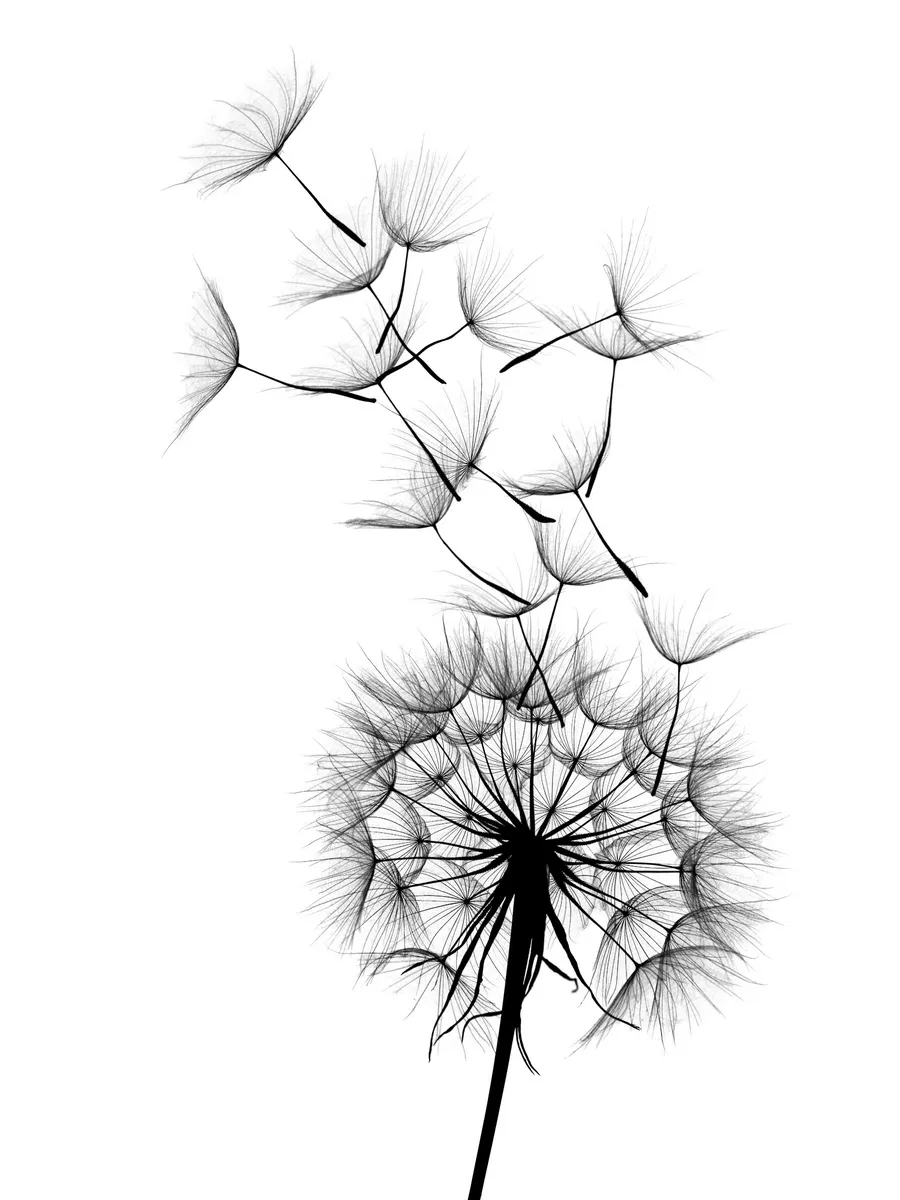 Dandelion No2