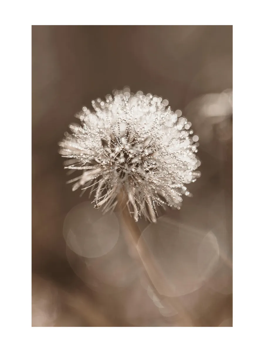 Dark Dandelion