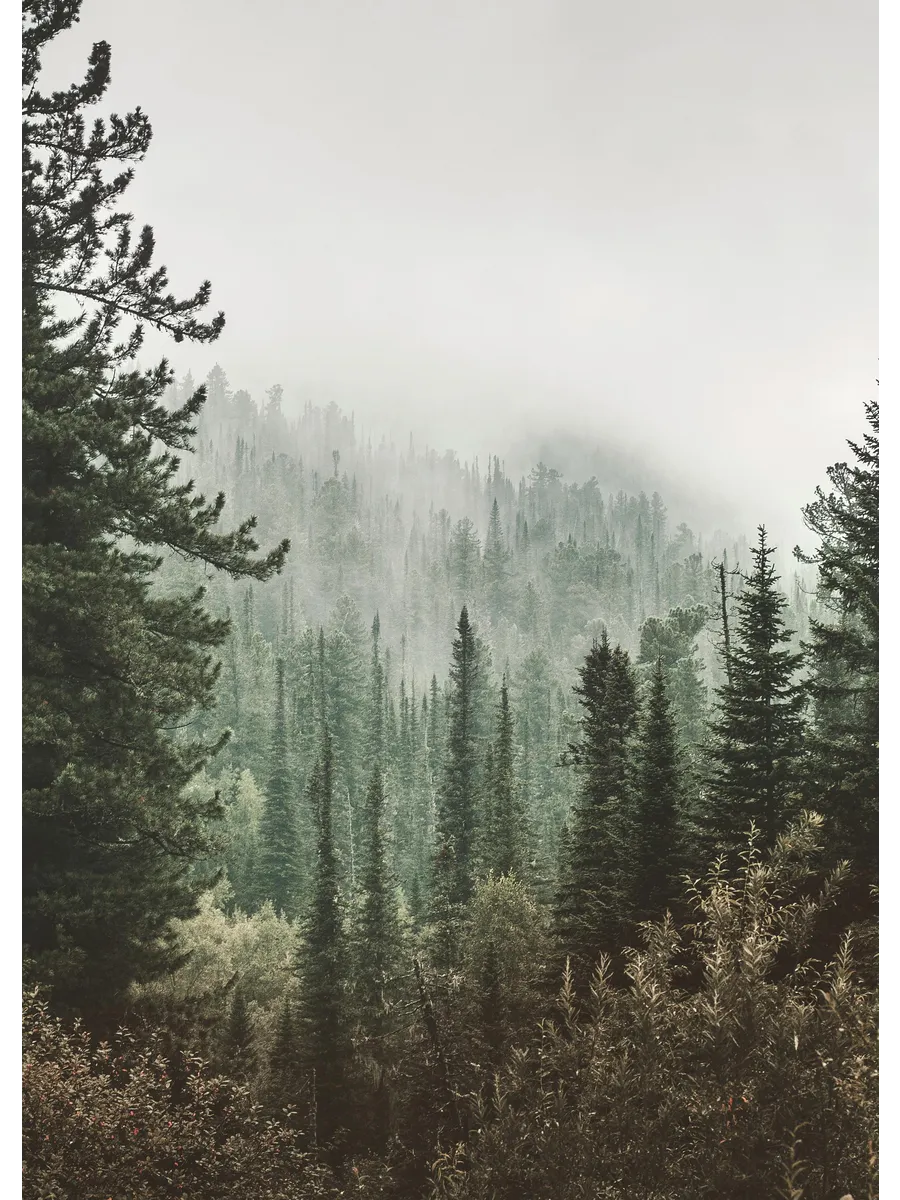 Deep Green Forest
