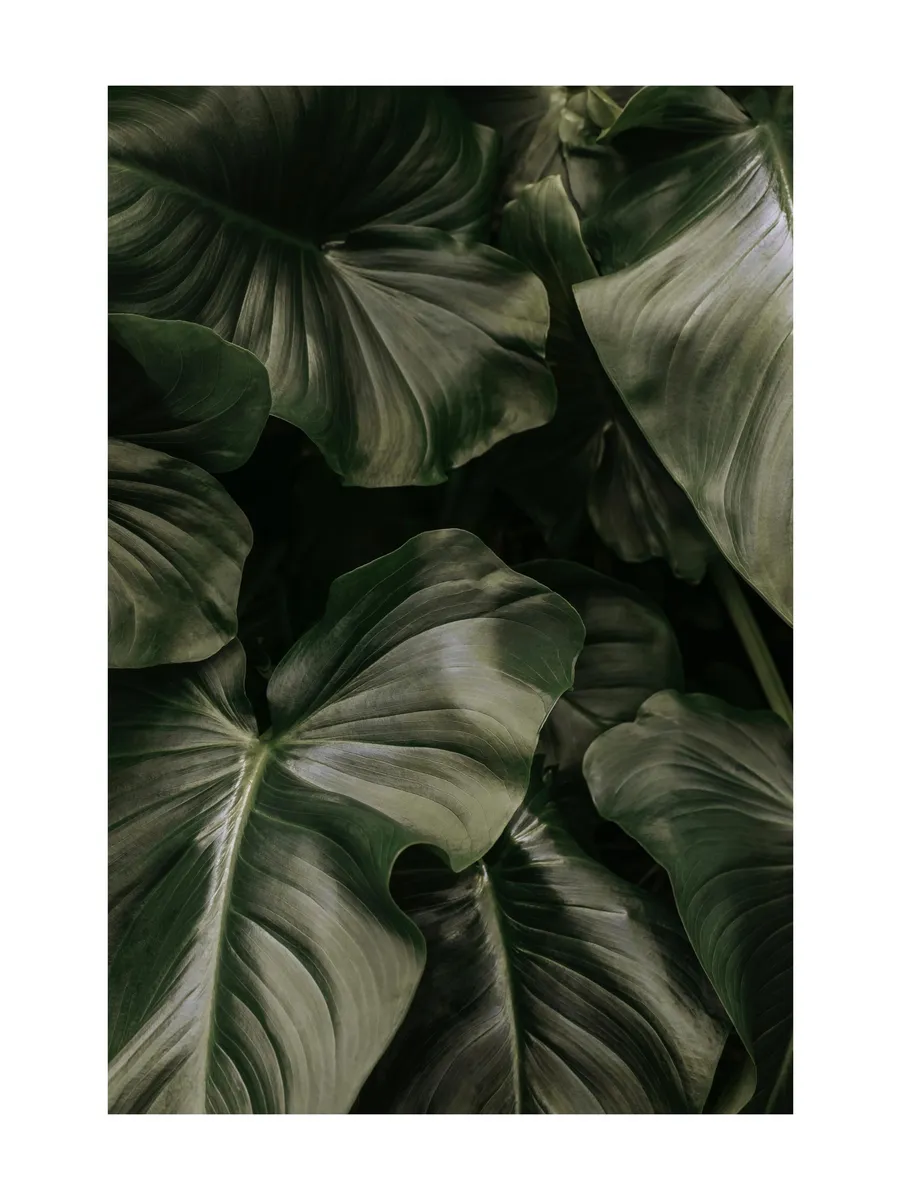 Deep Green Leaves