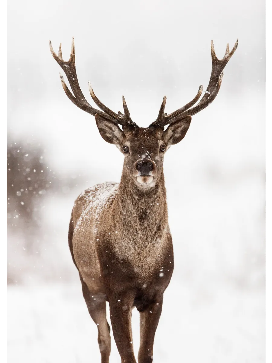 Deer Winter Landscape