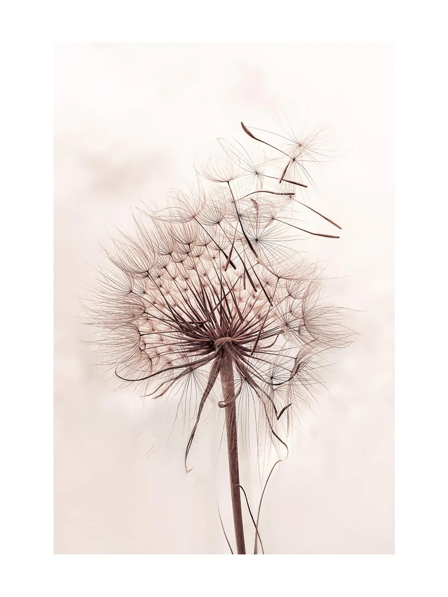 Delicate Dandelion